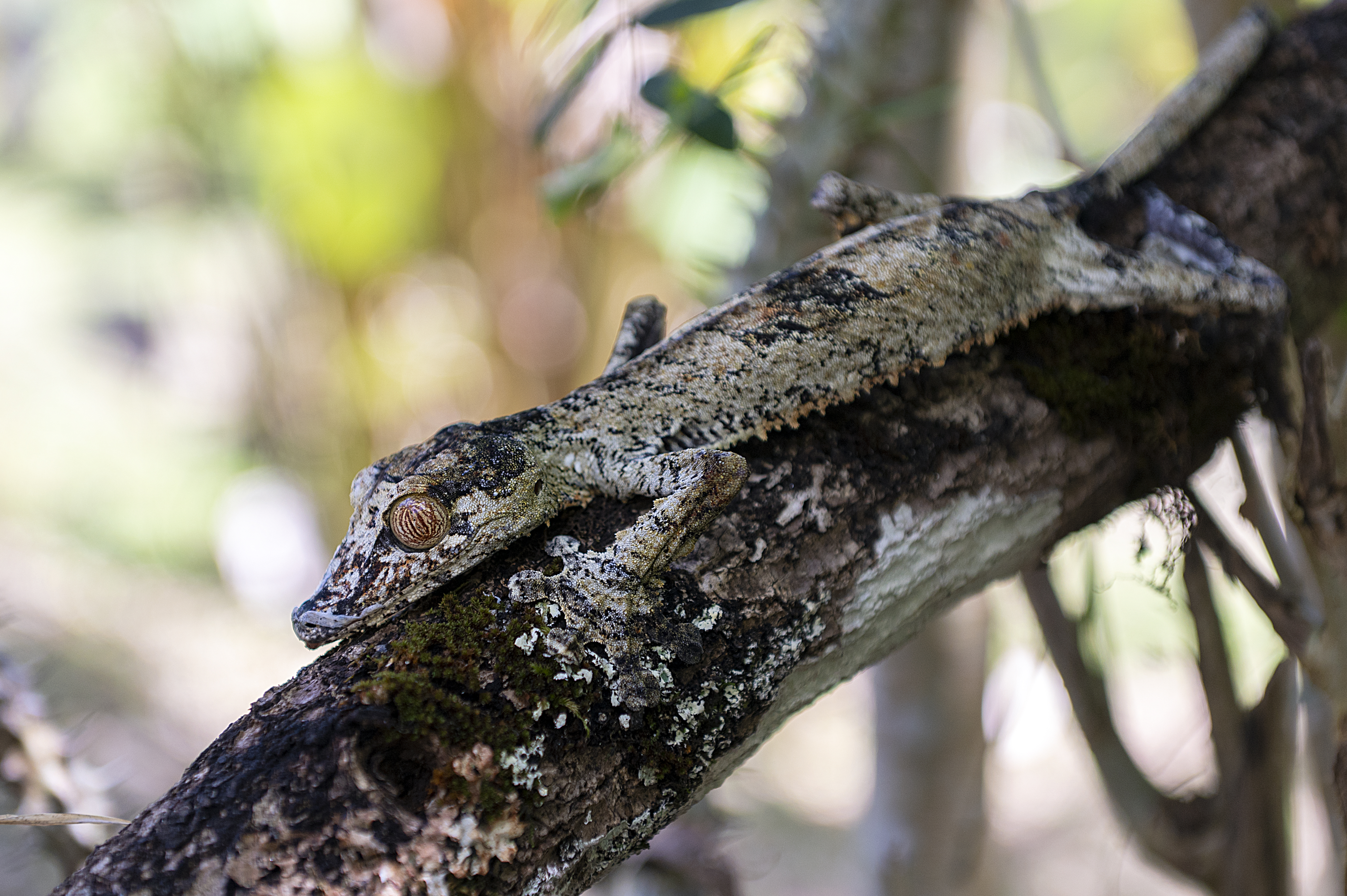 Henkels bladhalegekko i Odense ZOO