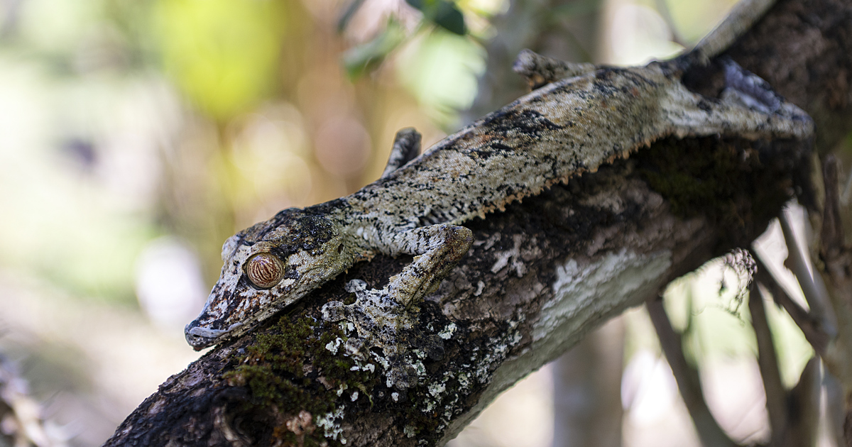 Henkel’s leaf-tailed gecko - Odense ZOO