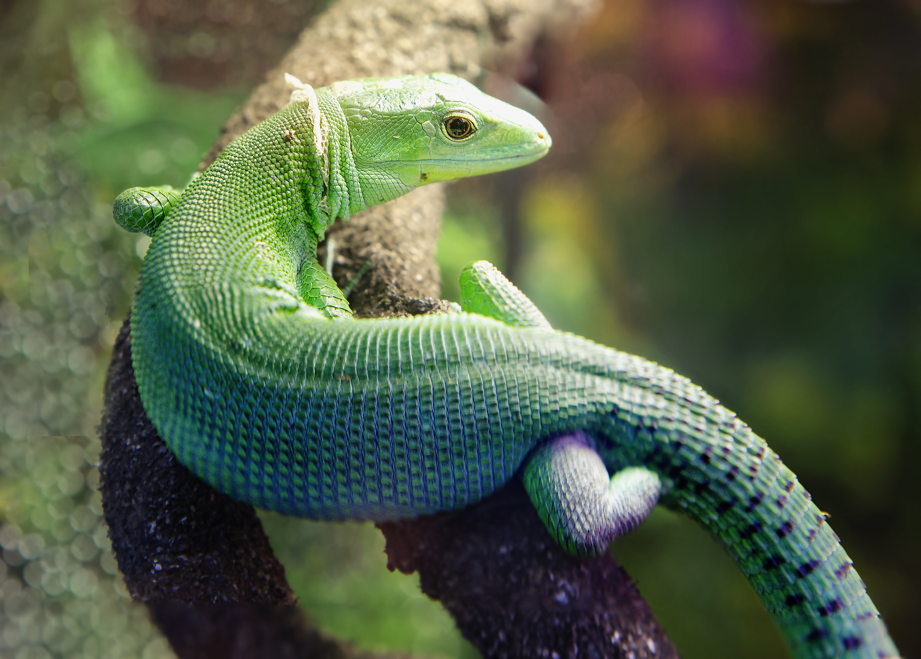 Grøn kølbuget firben i Odense ZOO