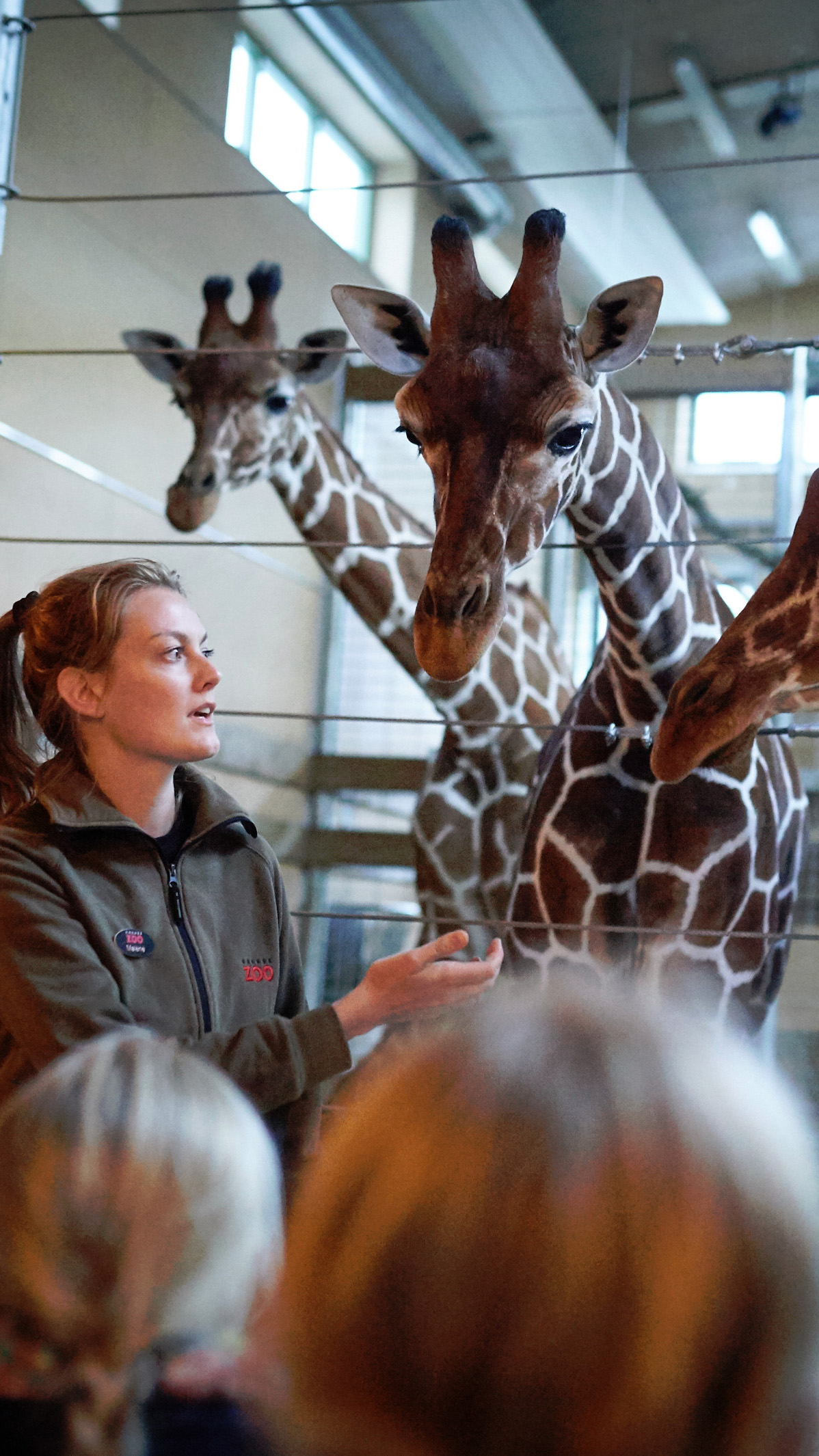 Guide og gæster tæt på giraffer overnat i shelters i Camp Kiwara med din familie eller klasse i Odense ZOO rundvisning undervisning
