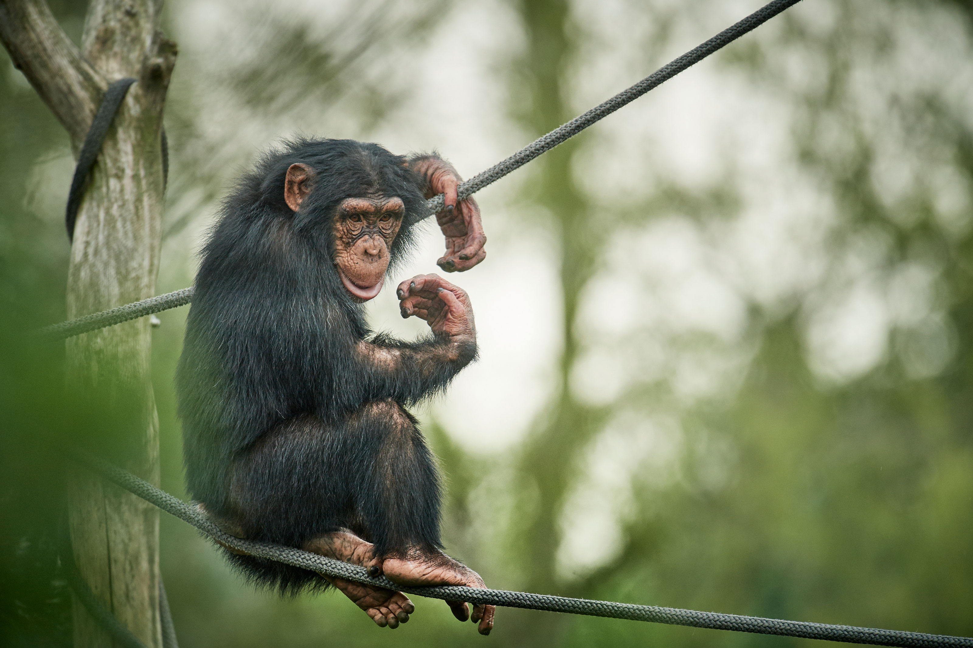 Chimpanse klatrer i reb i Odense ZOO