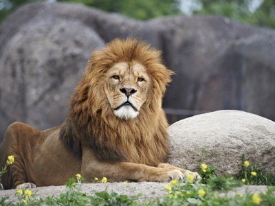 Forside Odense Zoo Forside Odense Zoo