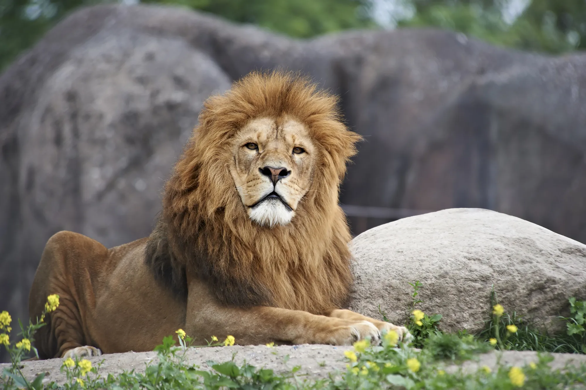 Hanløve i Odense ZOO tværformat 3200 x 2129