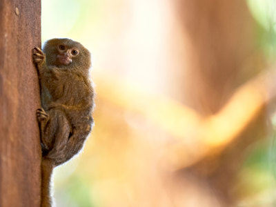 Dyr I Odense Zoo Dyr I Odense Zoo