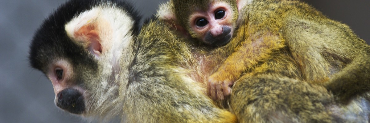 Visit the squirrel monkey island