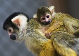 Besøg af Odense ZOOs Skoletjeneste på din skole