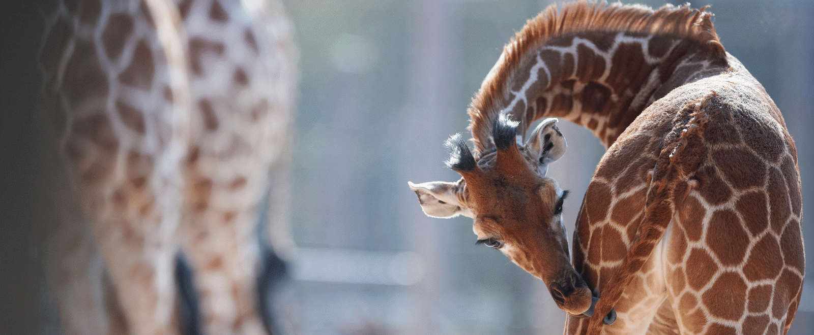 Giraf Dyr Odense Zoo Giraf Dyr Odense Zoo