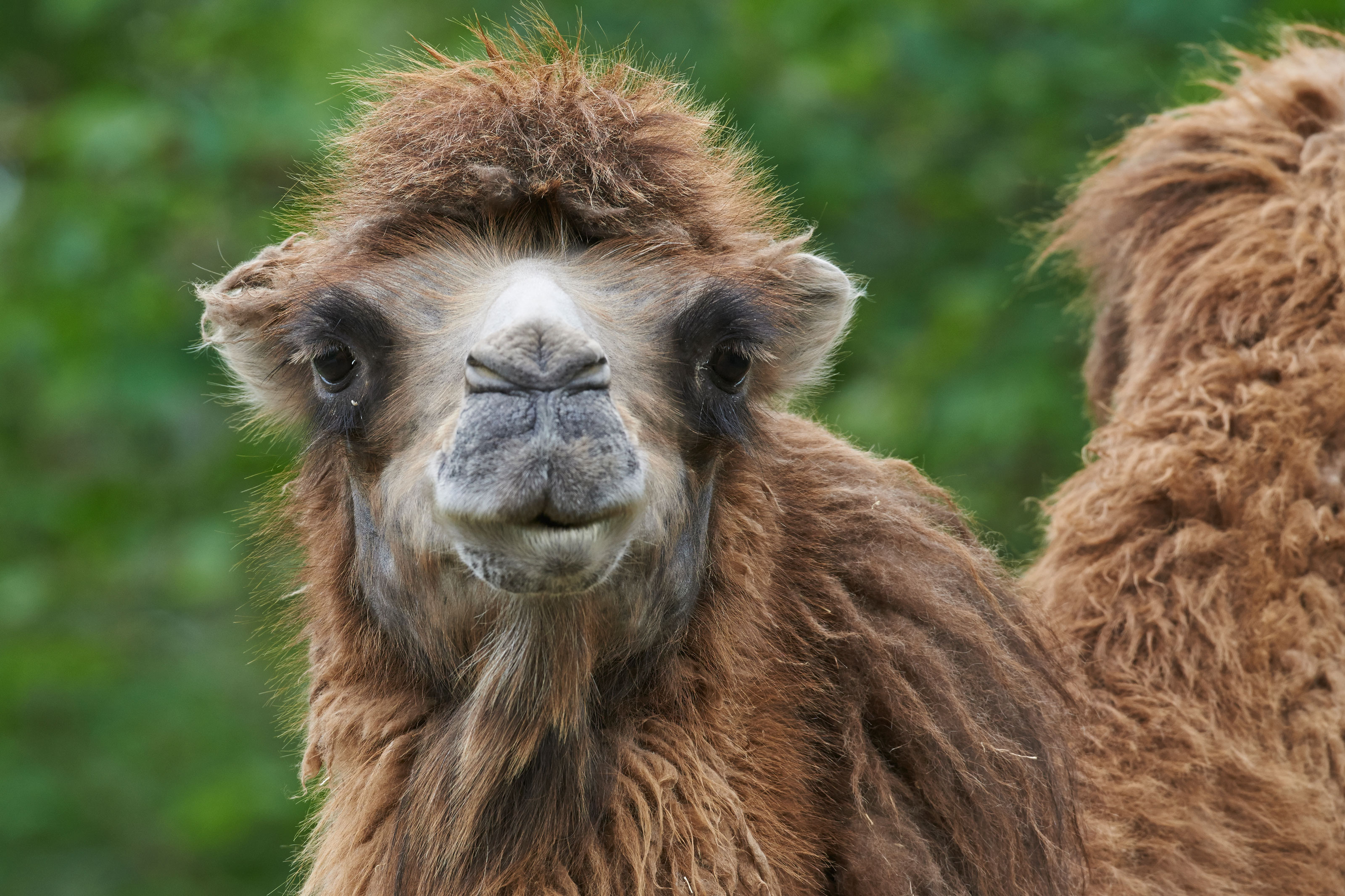 kamelunge i Odense ZOO med grøn baggrund
