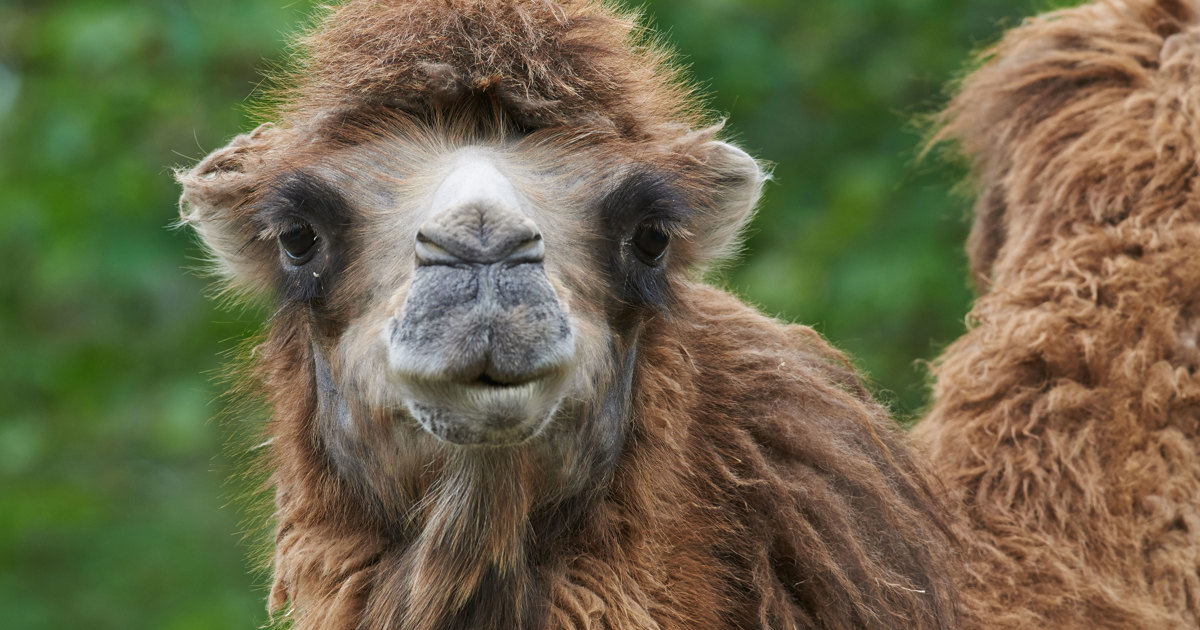 Kamel - Odense ZOO