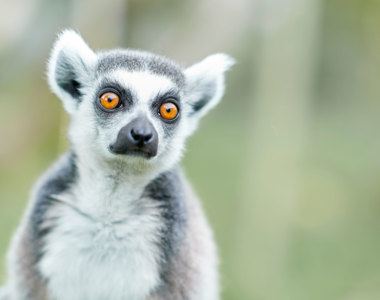 Adopter Et Dyr Og Stot Odense Zoo Adopter Et Dyr Og Stot Odense Zoo