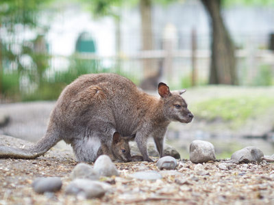 Dyr I Odense Zoo Dyr I Odense Zoo