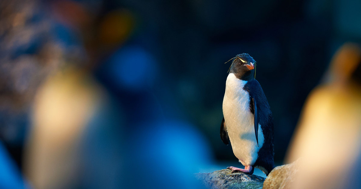 Northern Rockhopper Penguin Odense ZOO northern-rockhopper-penguin-odense-zoo
