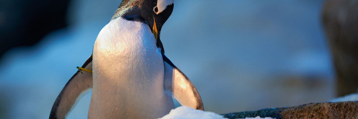 Se det nye pingvinanlæg