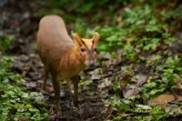 Muntjak i Odense ZOO