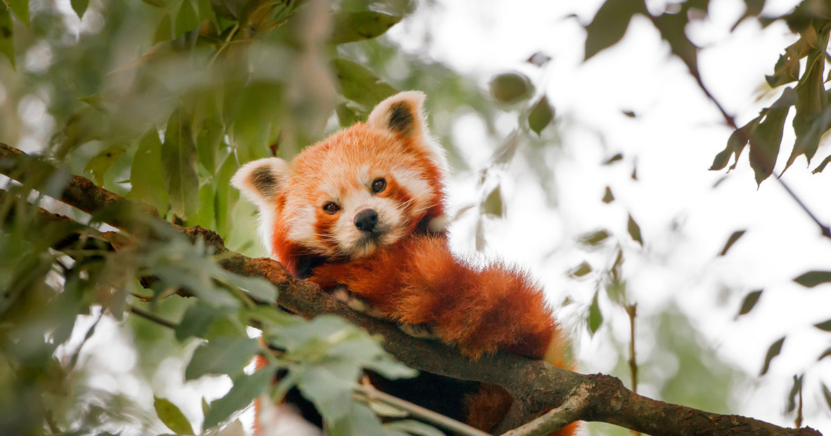 Rød panda - Odense ZOO