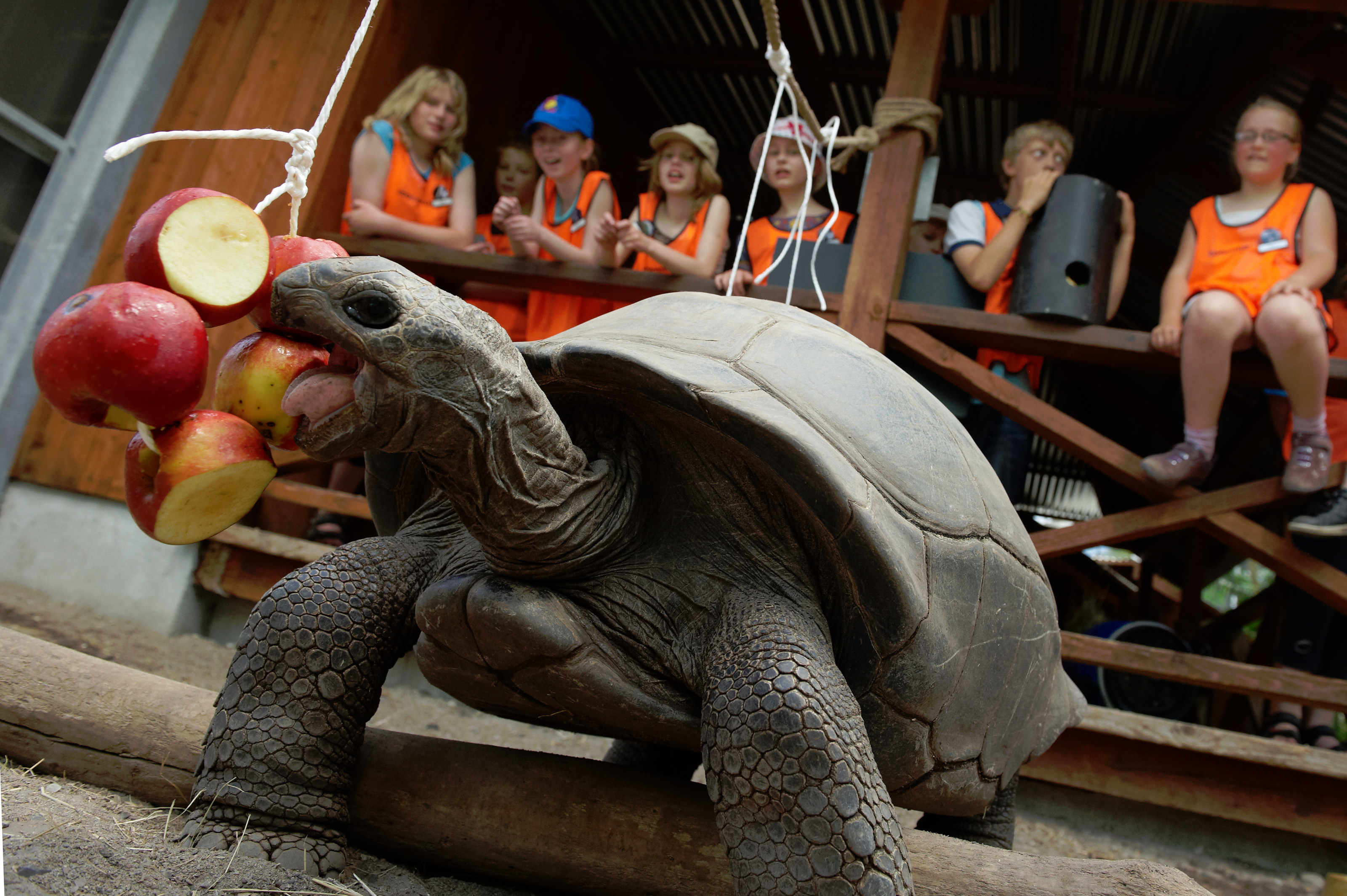Kæmpeskildpadde (Aldabra)
