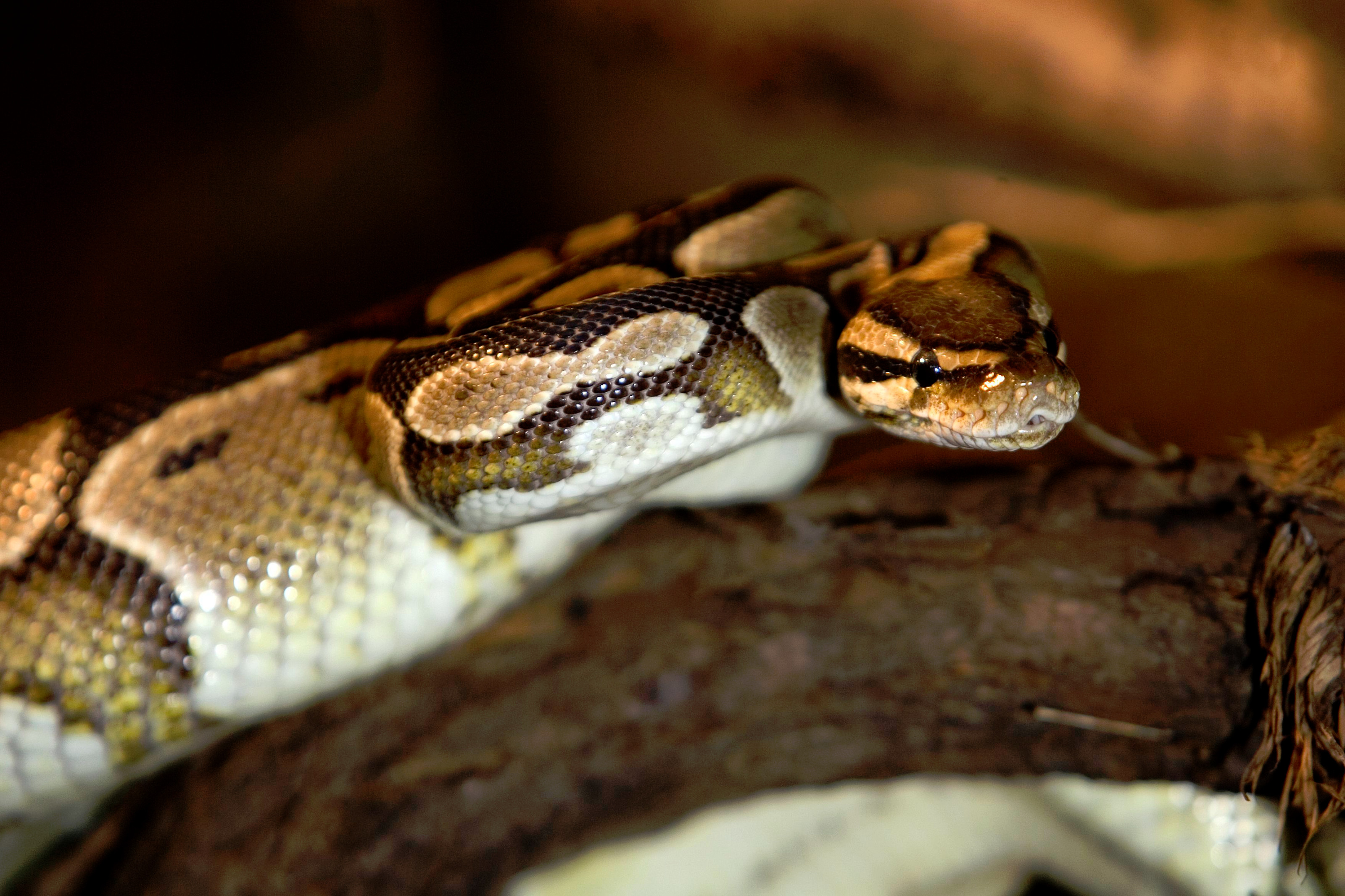 Konge Python