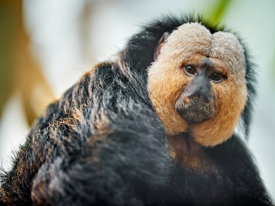 Dyr I Odense Zoo Dyr I Odense Zoo