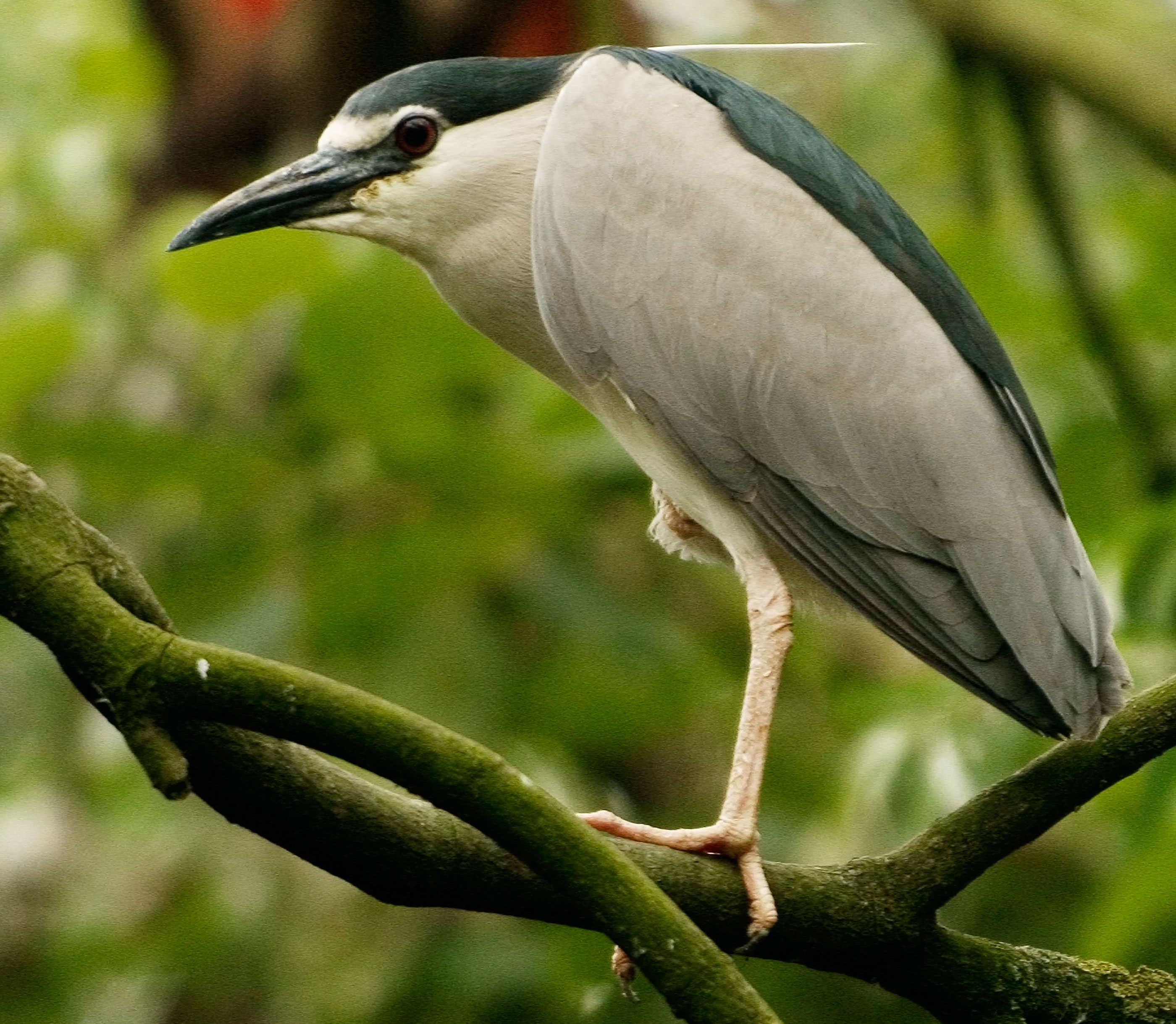Nathejre i Odense ZOO