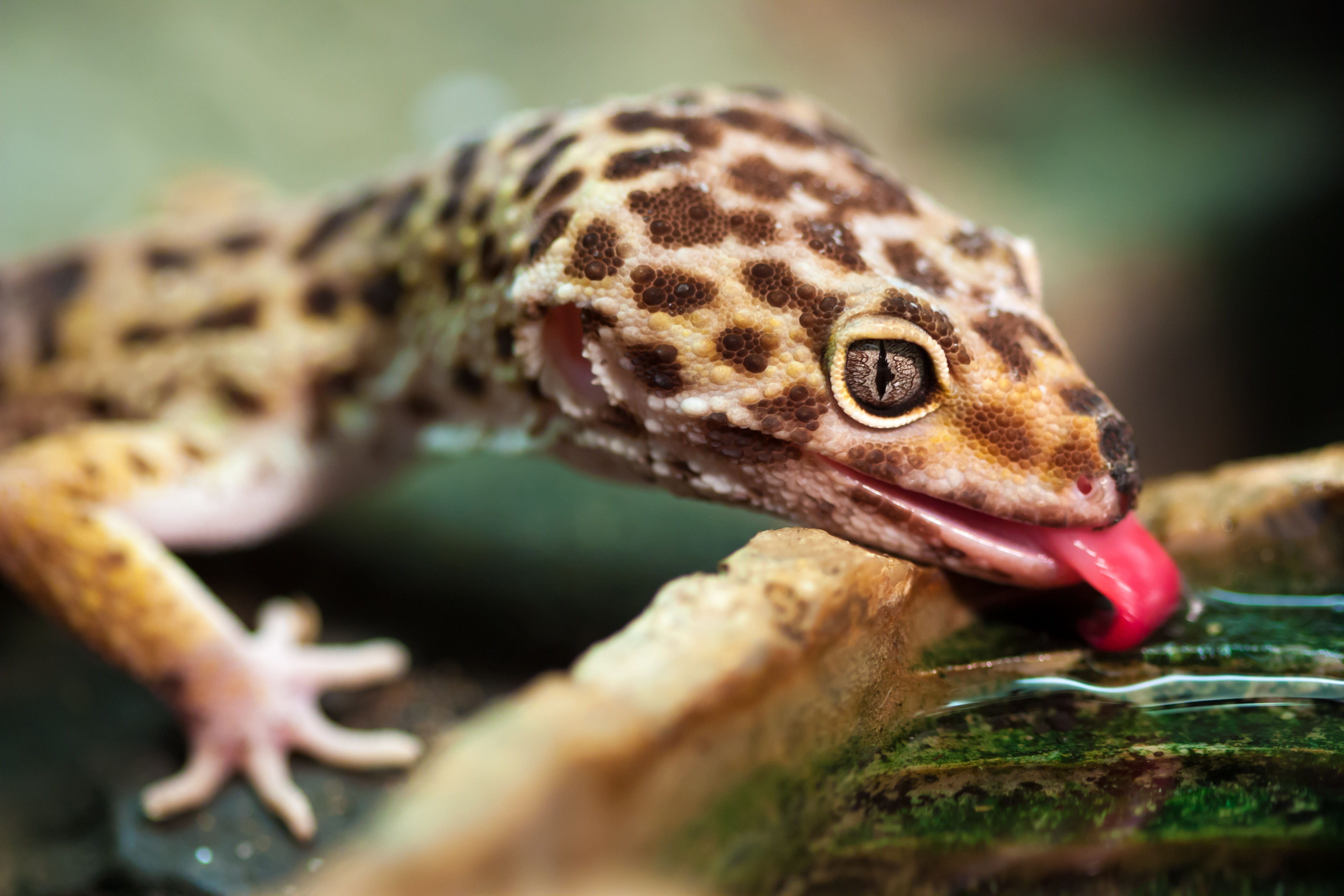 Leopard Gekko