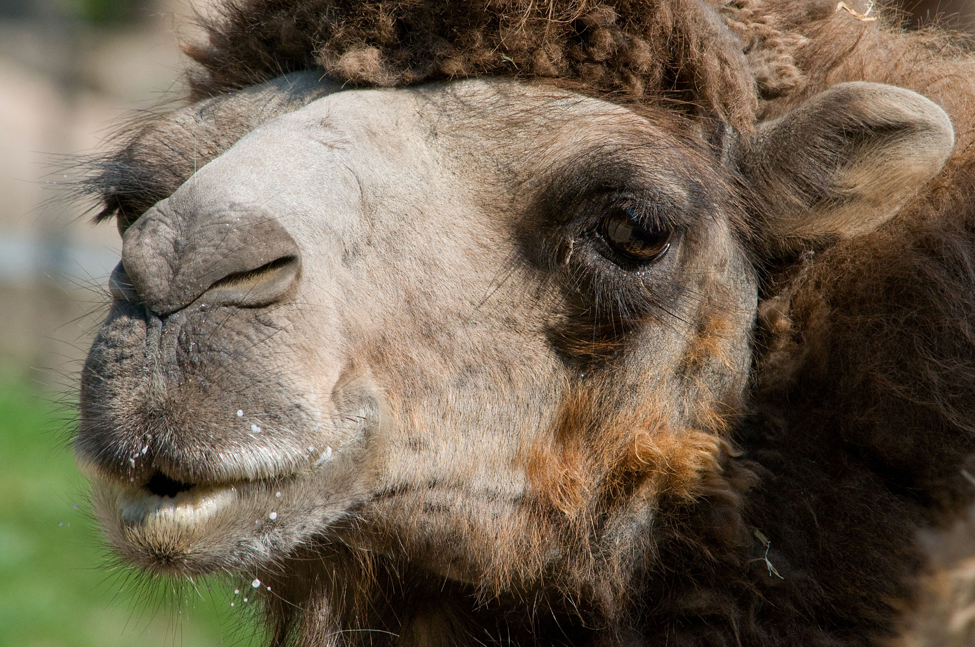 Kamel close up i Odense ZOO