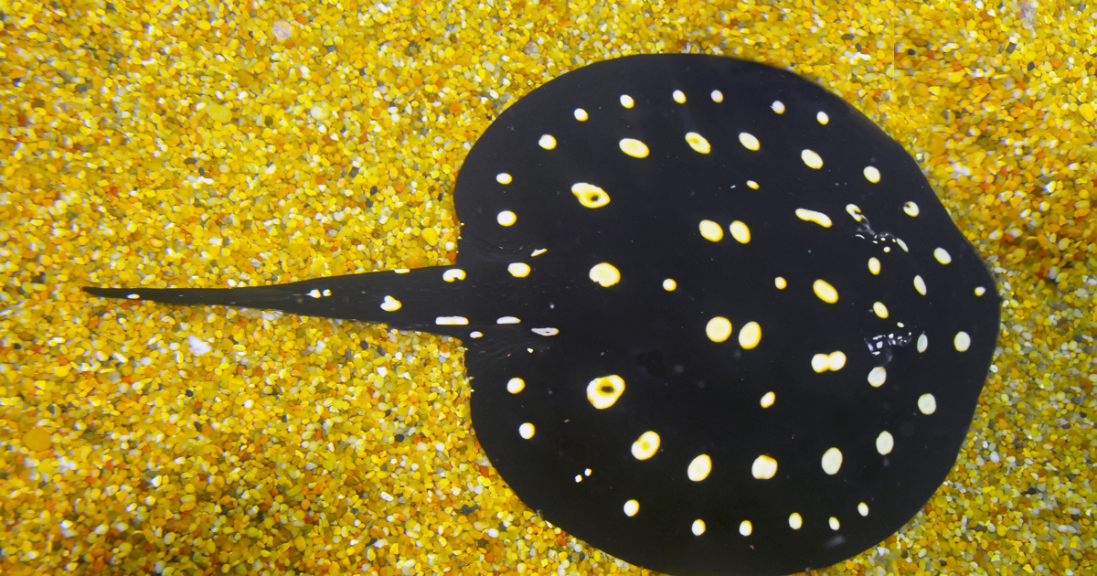 Pilrokke - Odense ZOO