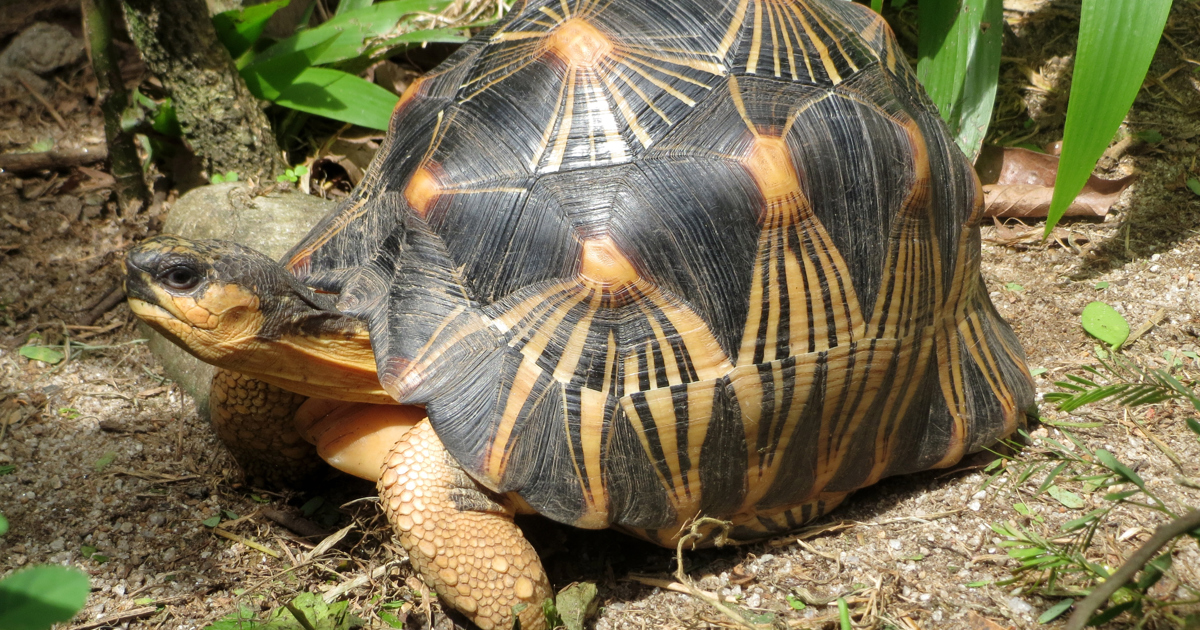 Adult Radiated Tortoise Radiated tortoise - Odense ZOO
