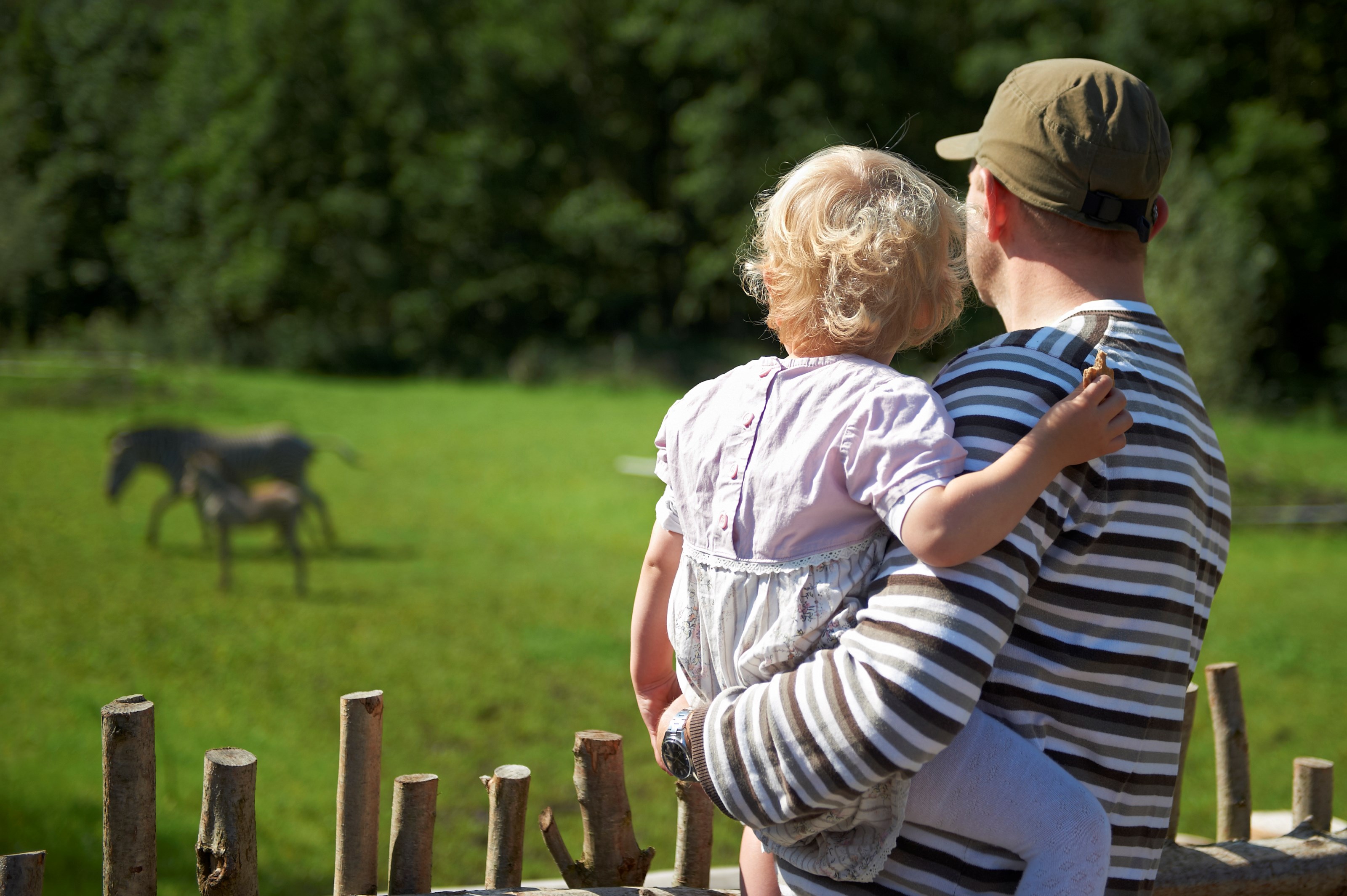 Far med barn på armen kigger på zebraer på savannen i Odense ZOO