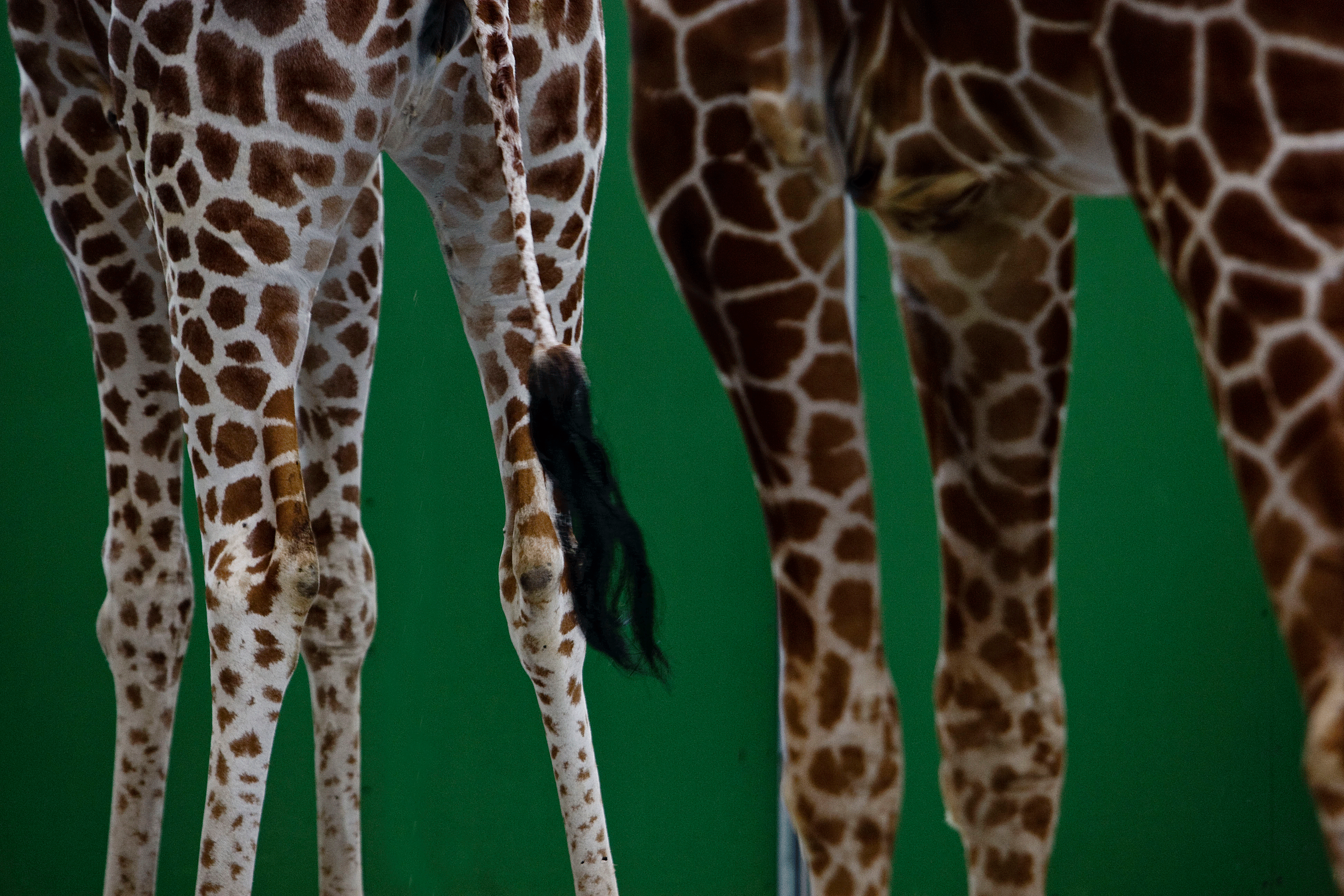 Ben giraffer i Odense ZOO