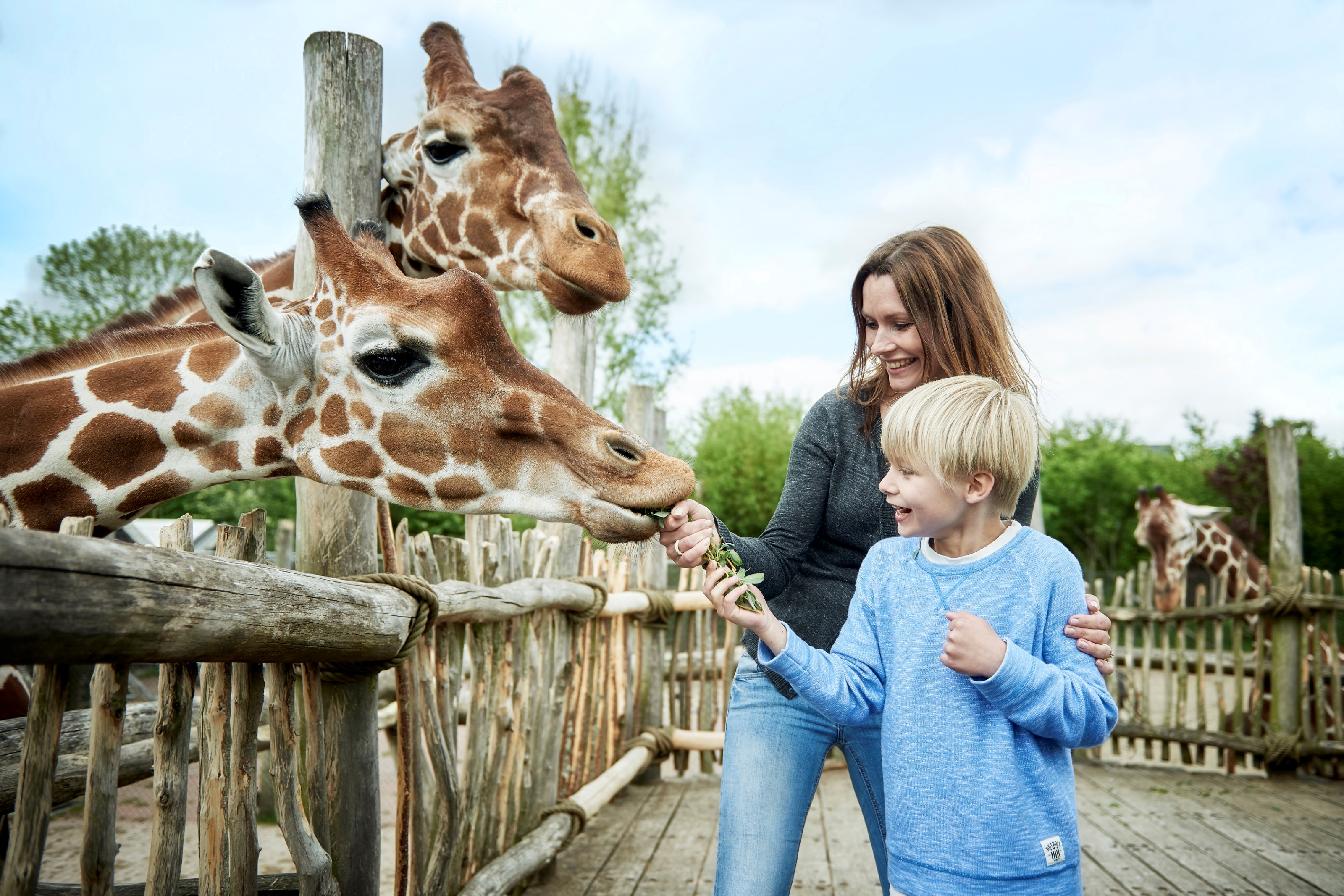 Giraffodring Tæt på giraffer i Odense ZOO mor og dreng