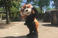Bambus maskot i Odense ZOO