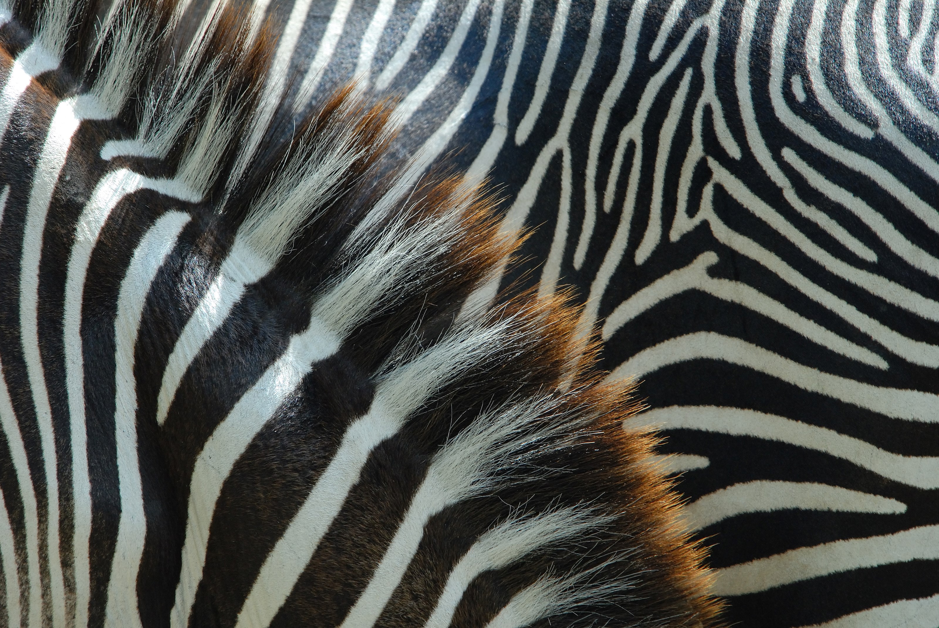 Zebra manke børster Odense ZOO