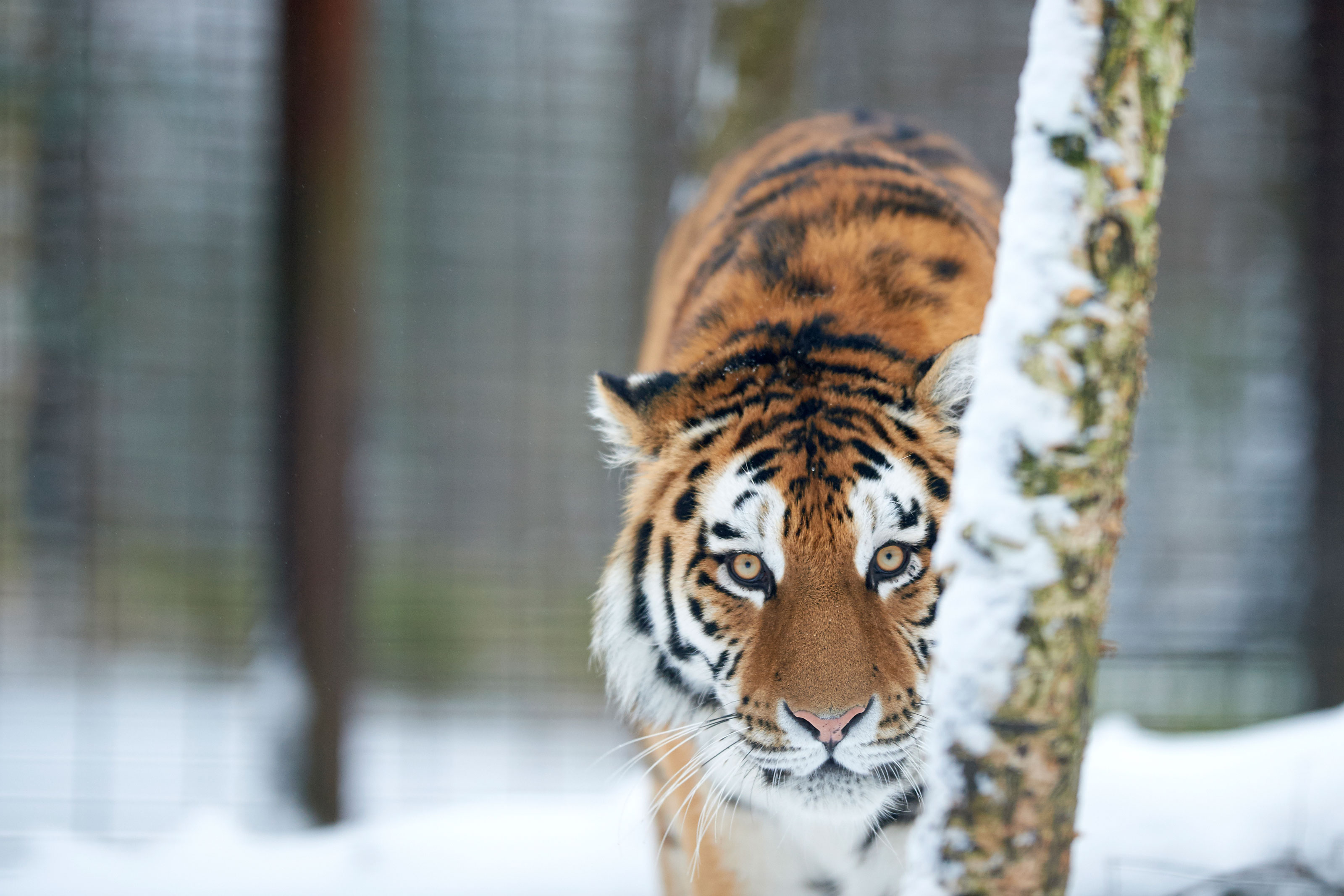 Sibirisk tiger i sne i Odense ZOO