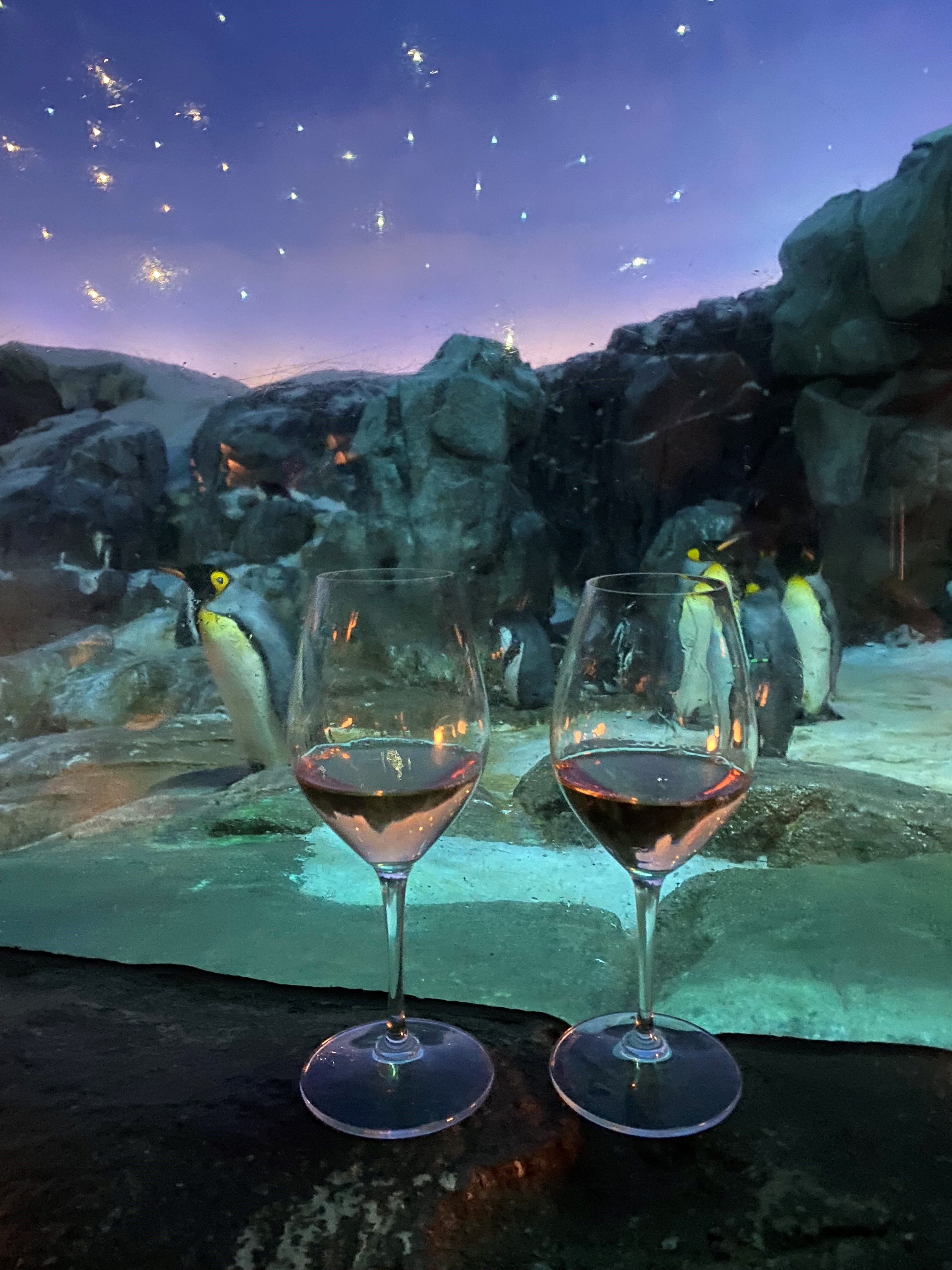 Rosesmagning i Odense ZOO med udsigt til stjernehimmel ved pingviner