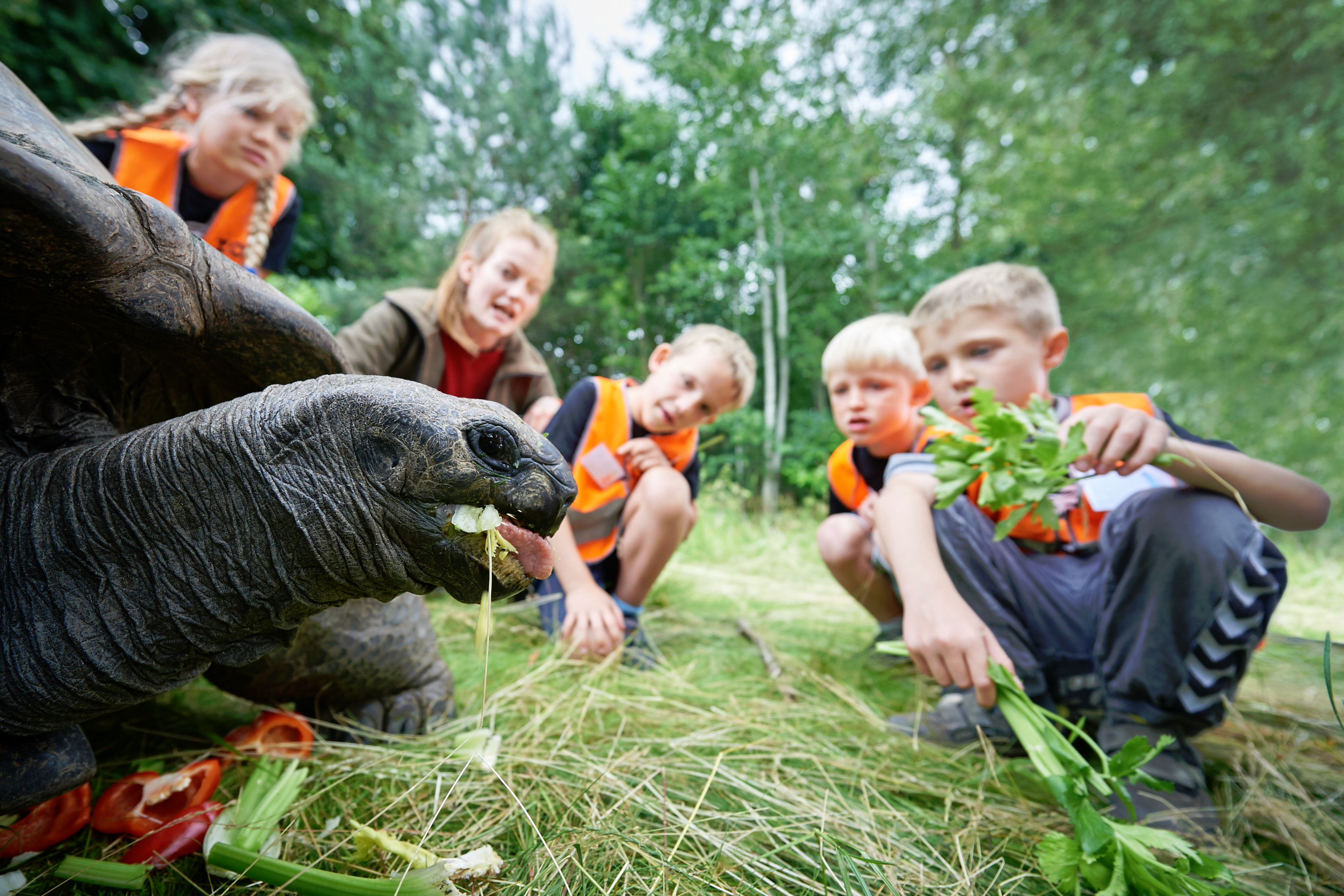 Elever på ZOOskole ZOOmmerskole i Odense ZOO fodrer kæmpeskildpadde