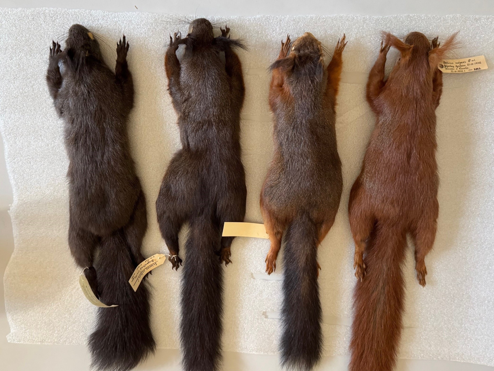 Egern, Farvevariation