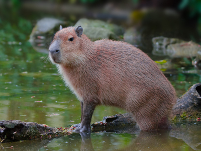 Dyr I Odense Zoo Dyr I Odense Zoo