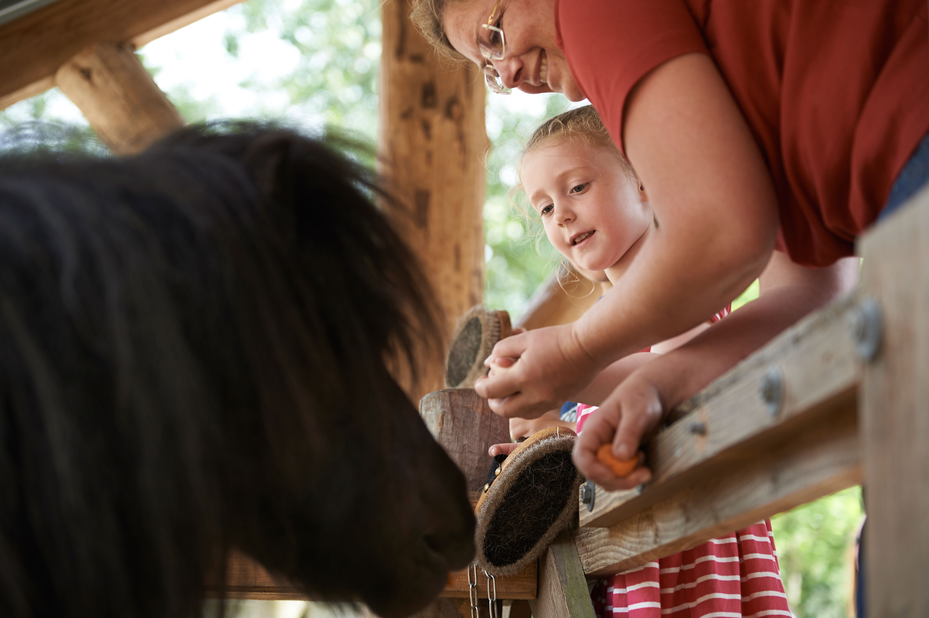 Pige strigler pony shetlandspony i Odense ZOO