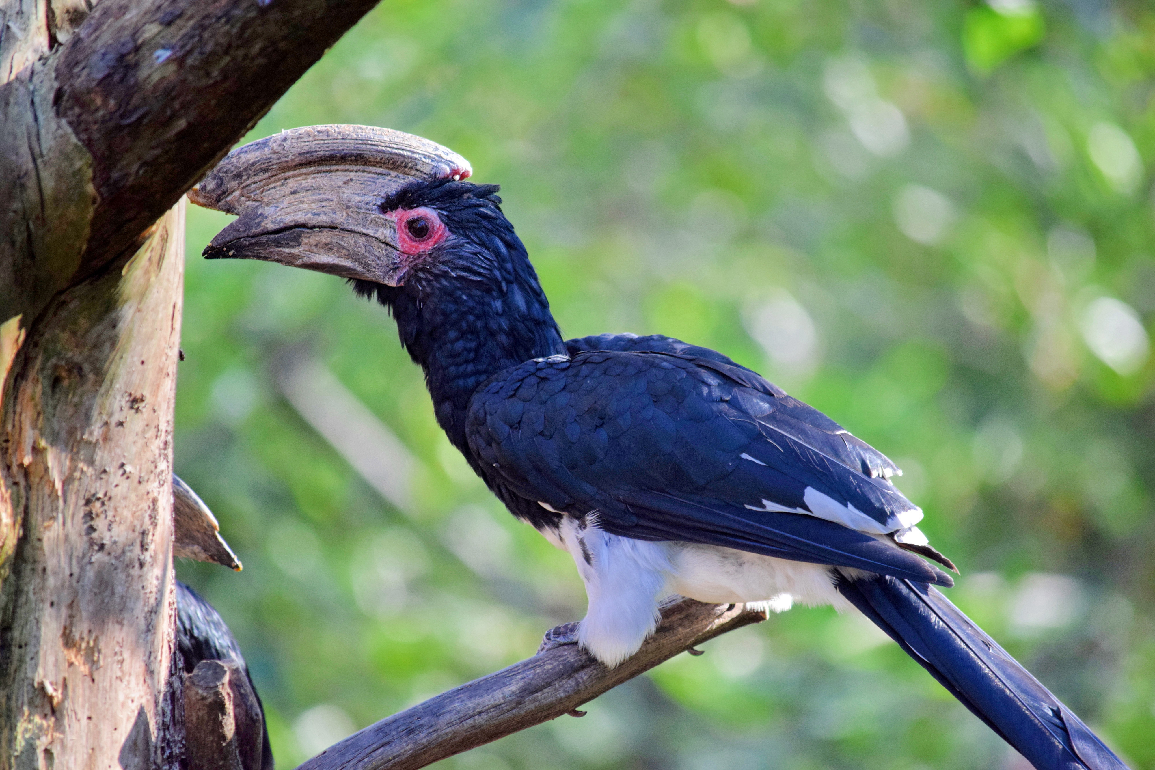 Trompeter næsehornsfugl i Odense ZOO
