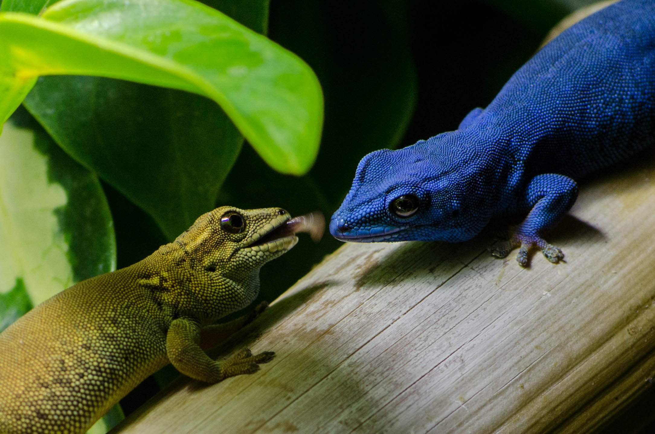 Elektrisk blå gekko han og hun i Odense ZOO