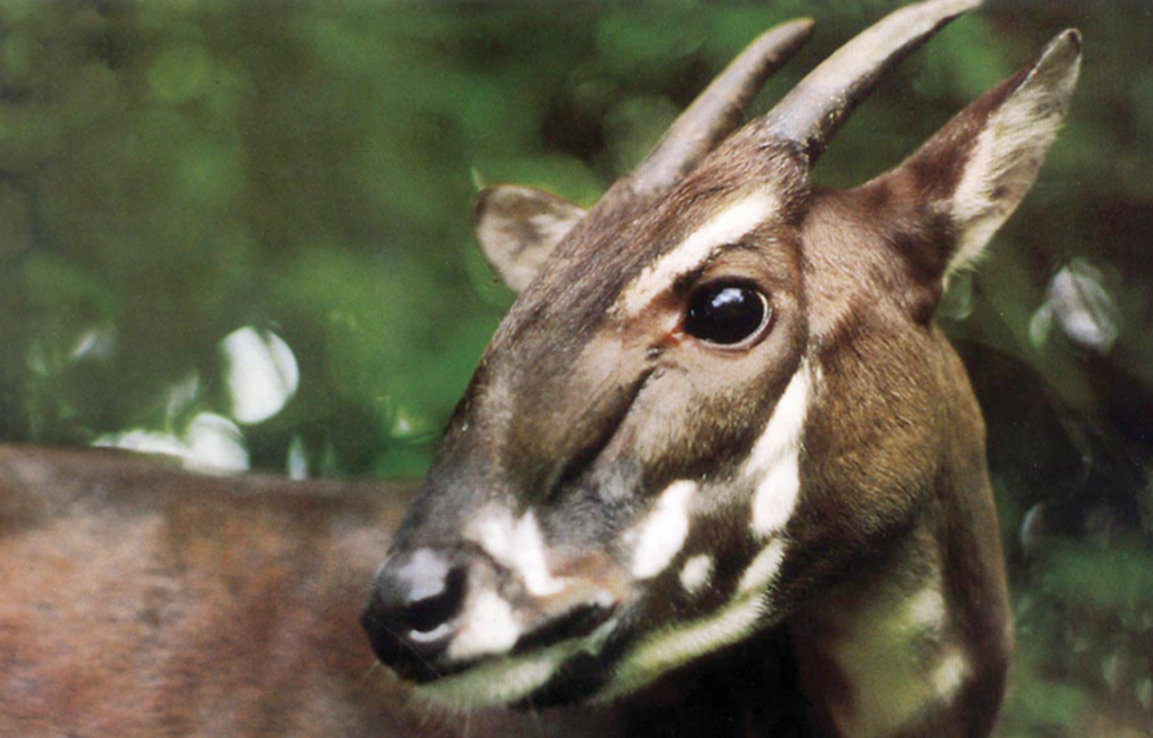 Saola © Saola Foundation