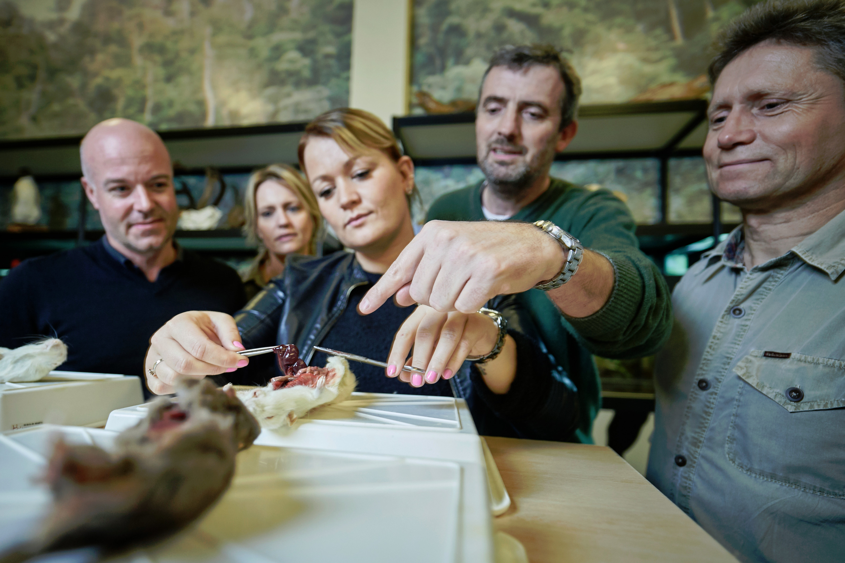 Teambuilding rotte dissektion Odense ZOO