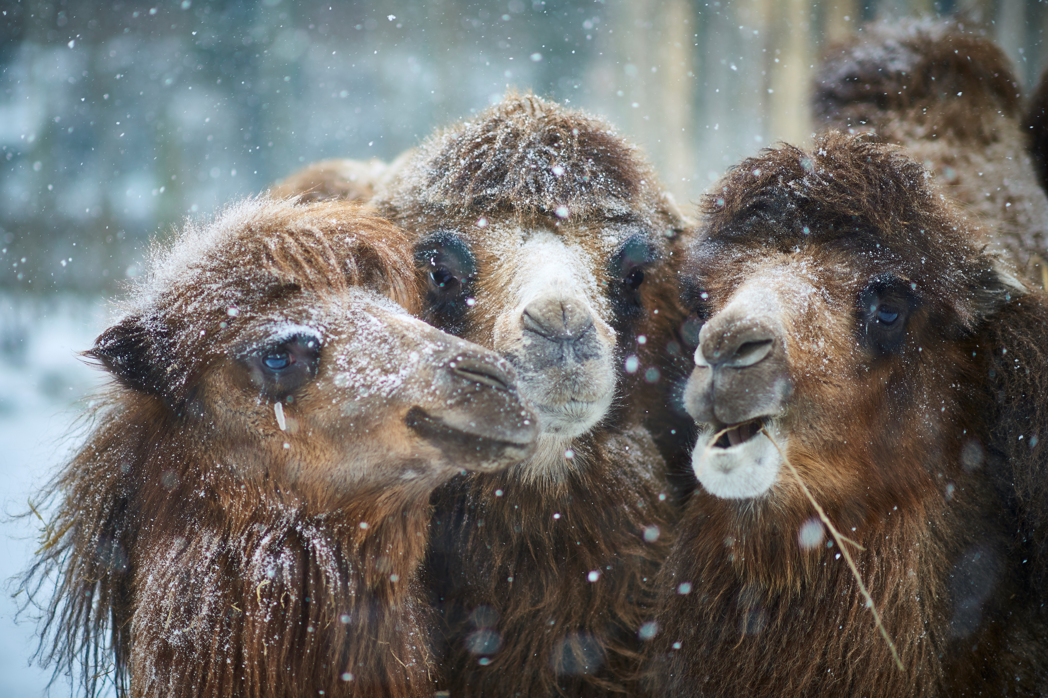 Kameler i sne i Odense ZOO