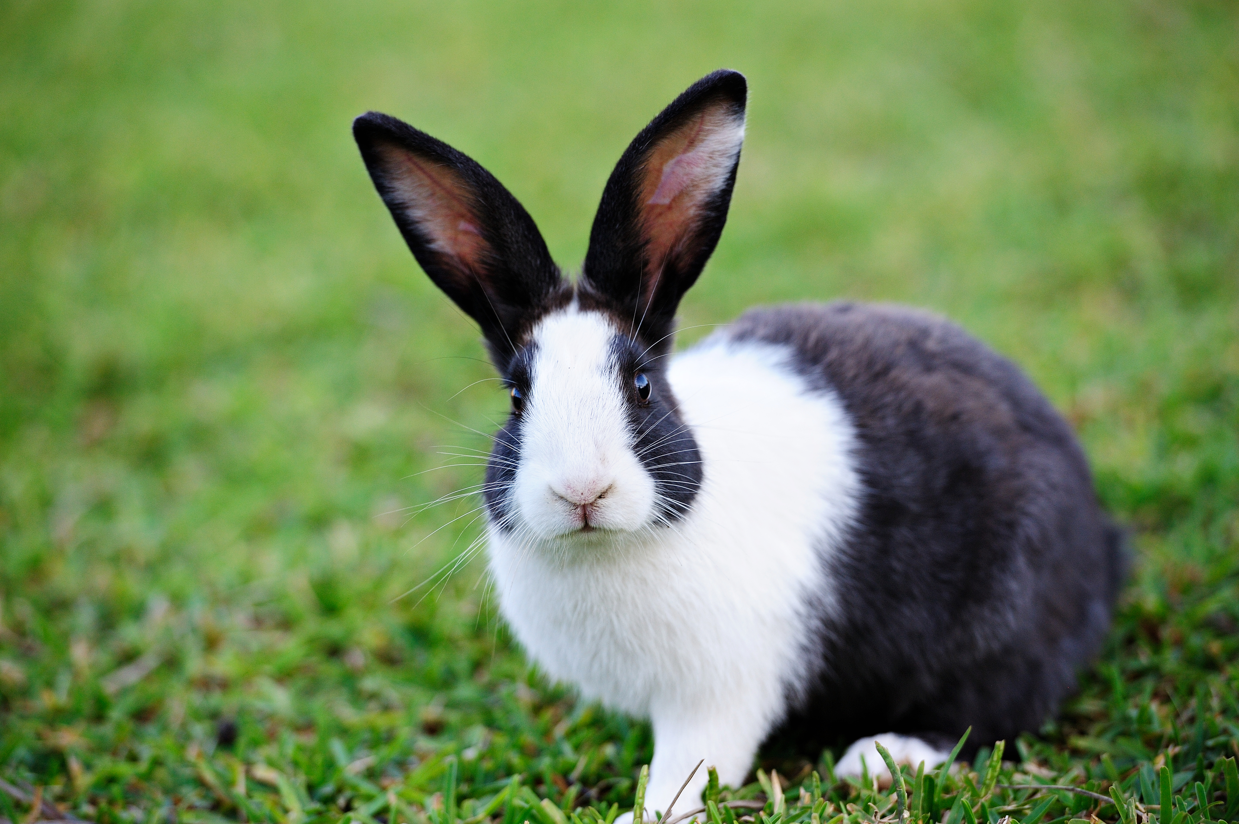 Hollænder Kanin, Istock