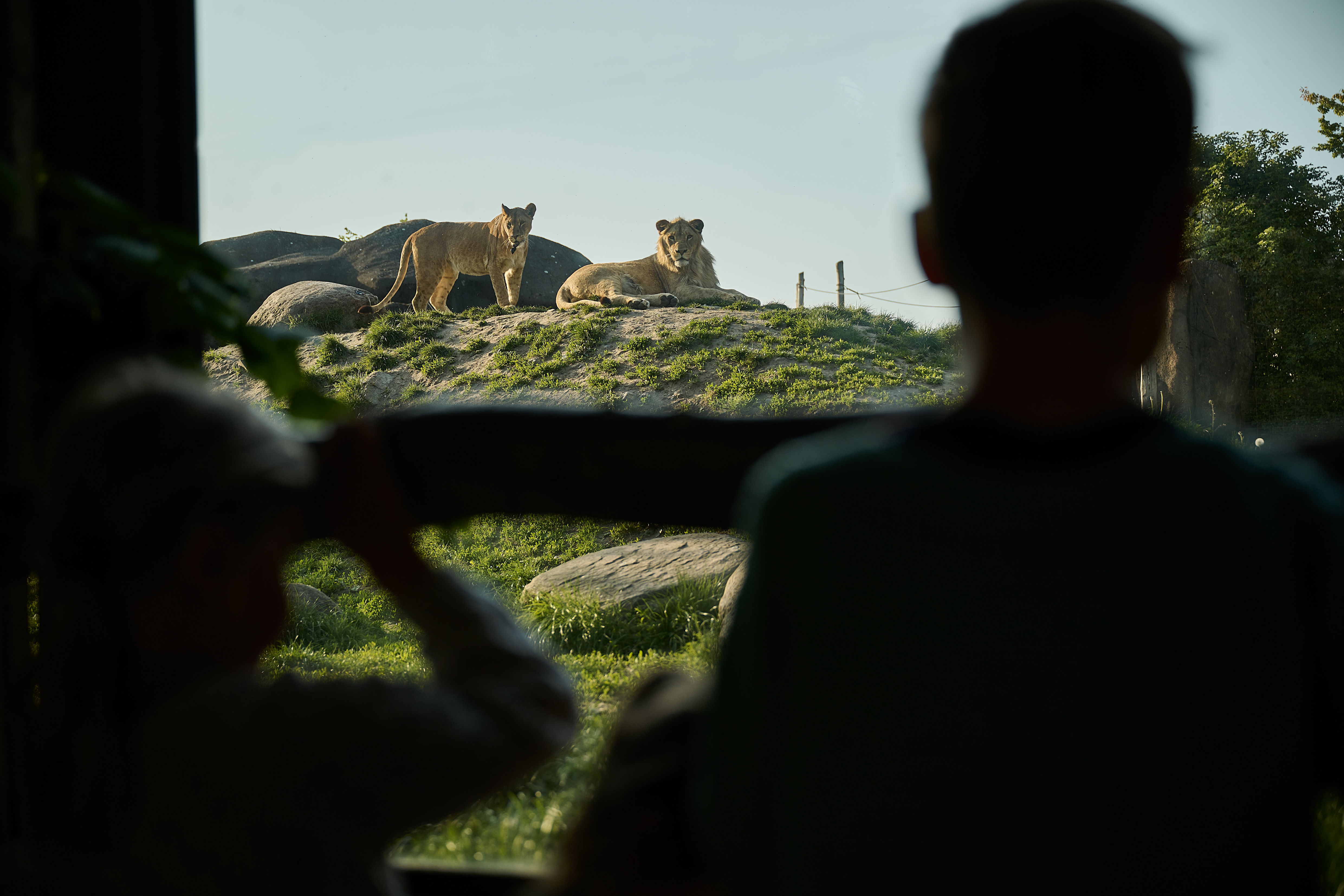 Gæster i Odense ZOO kigger på løver