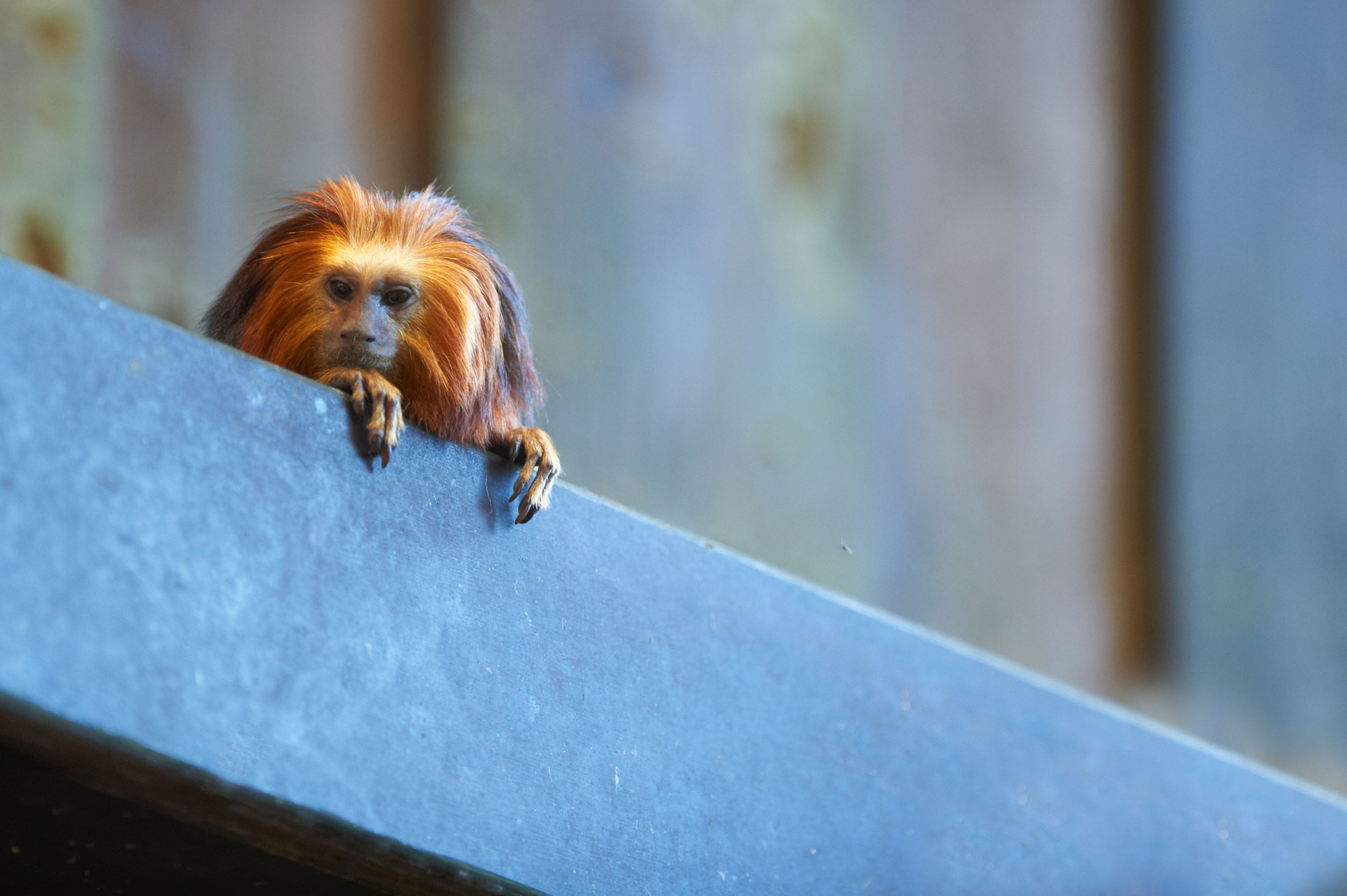 Gyldenhovedet løvetamarin i Odense ZOO