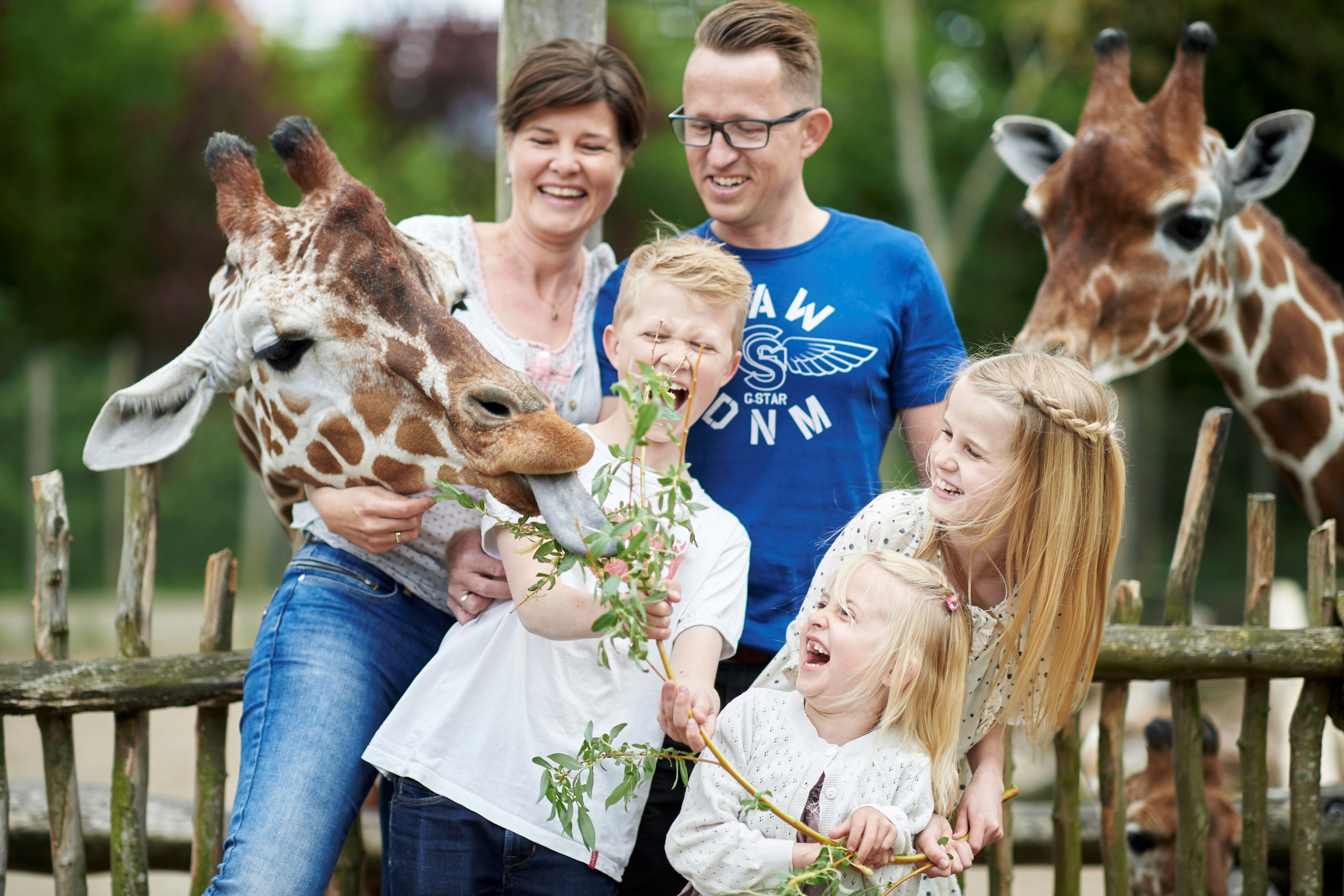 Giraffodring for hele familien i Odense ZOO