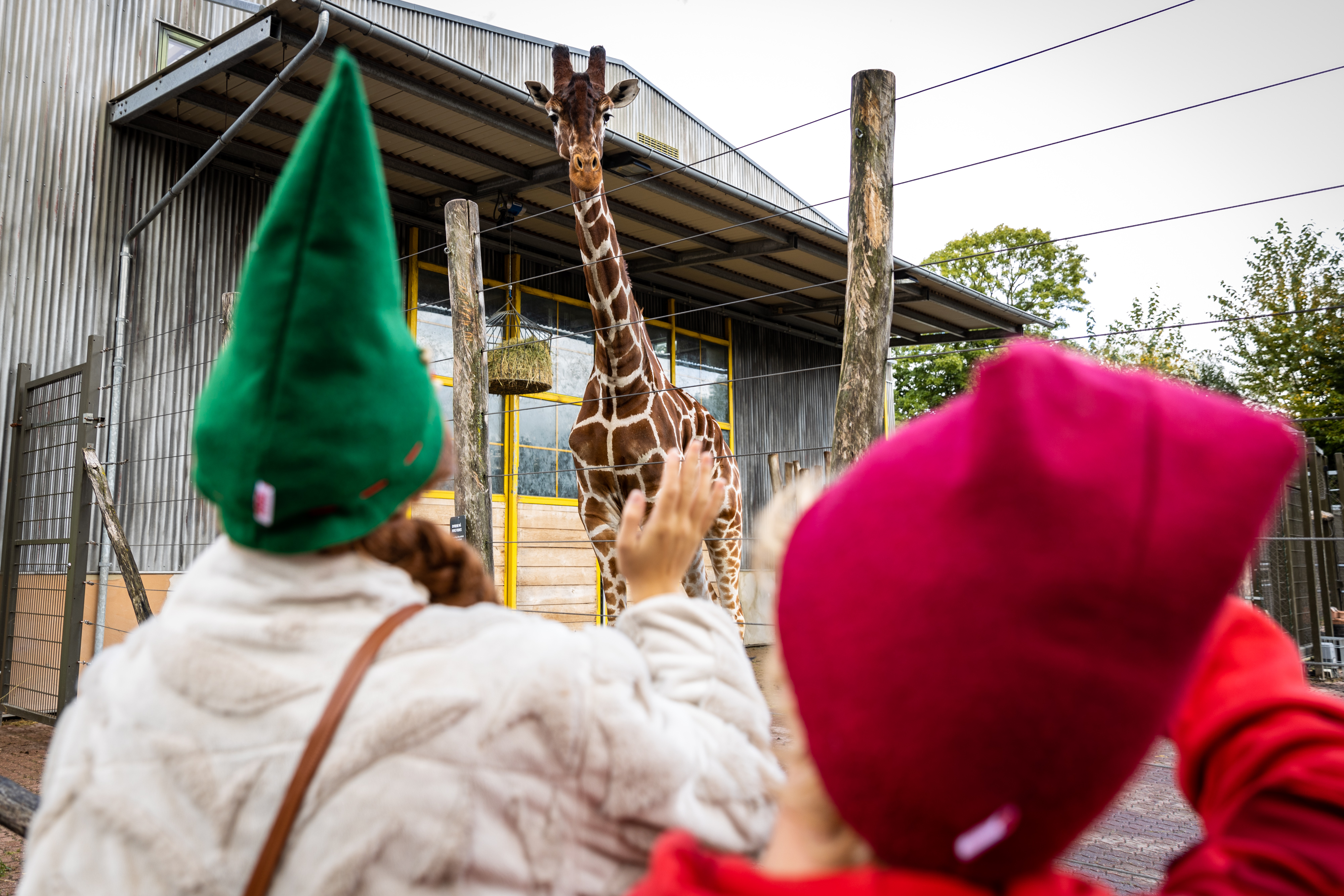 Zoofus og Zoofie kigger på giraffer