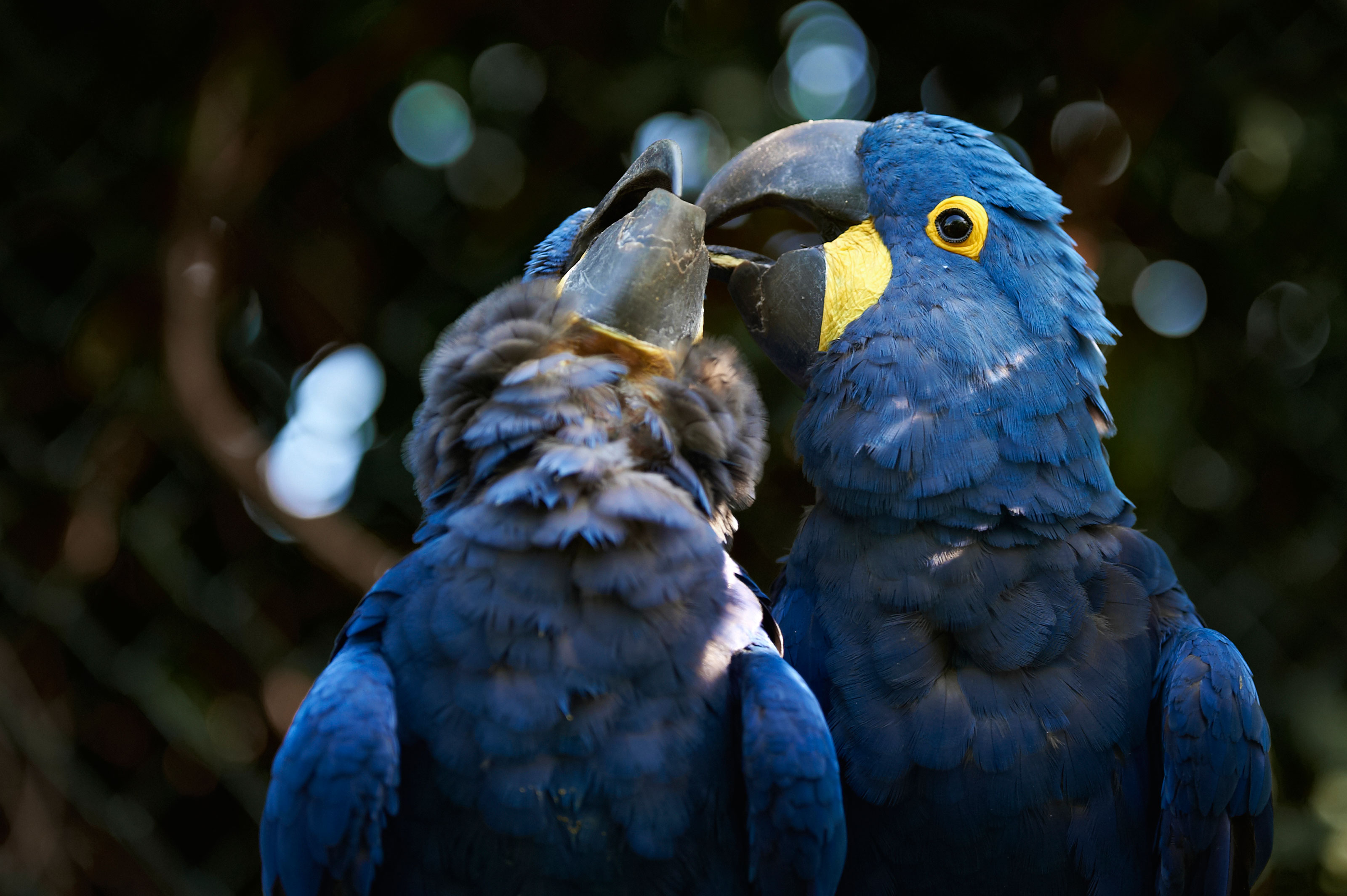 Hyacint-araer i Odense ZOO