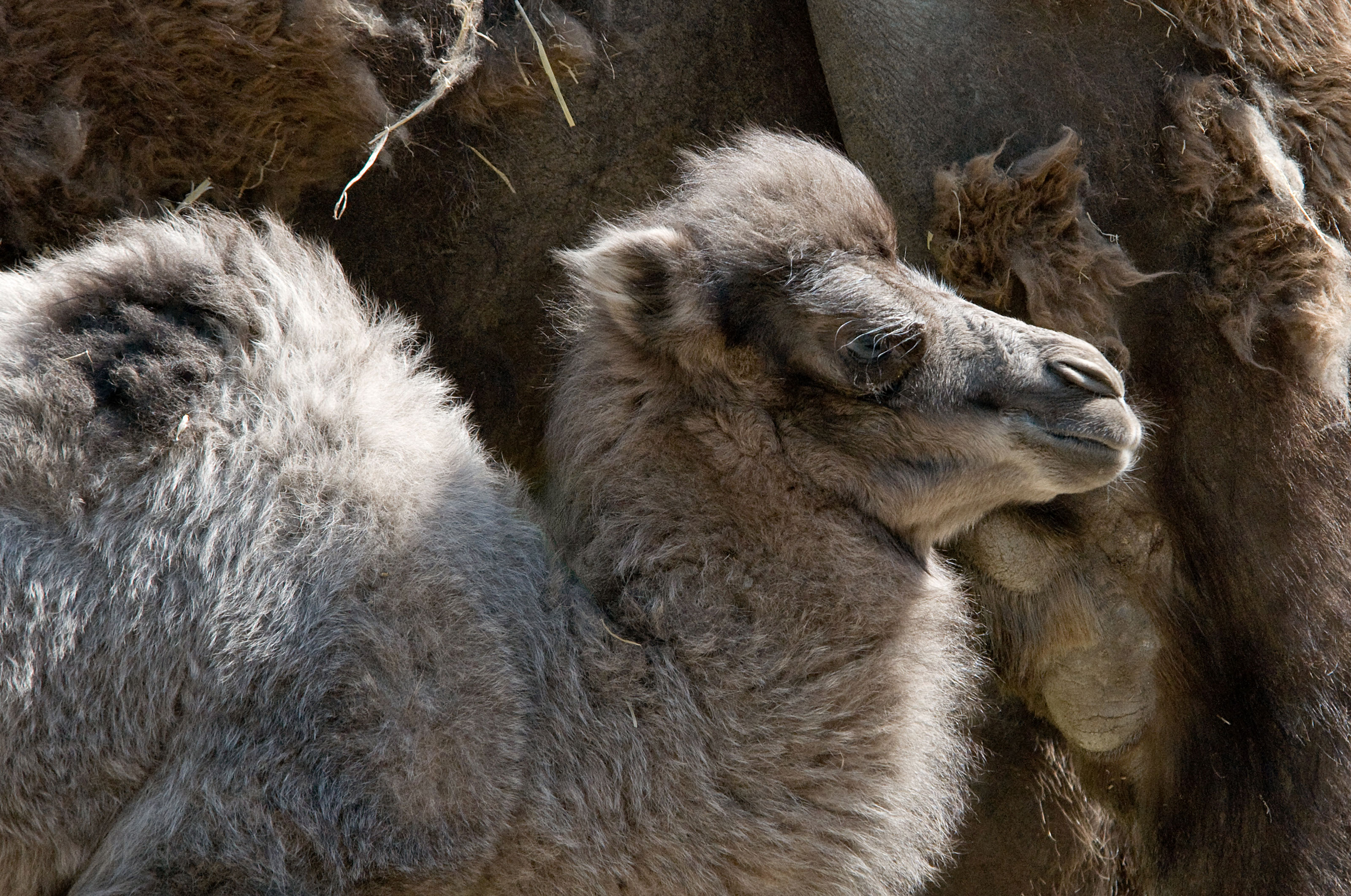 Kamelunge i Odense Zoo